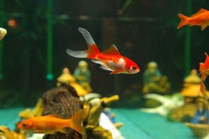 マクベス 法医学 金魚